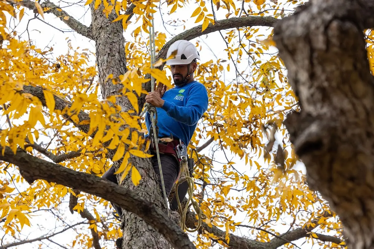 Skilled Tree Trimming crew working in Mongo